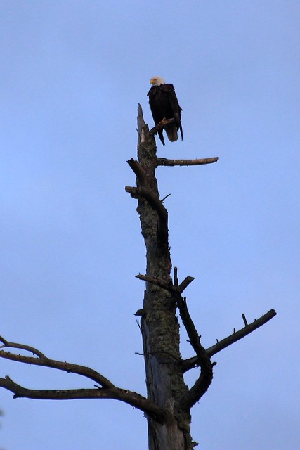 Perched Bald Eagle