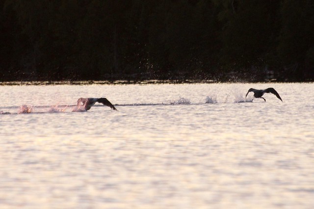 Loons taking off