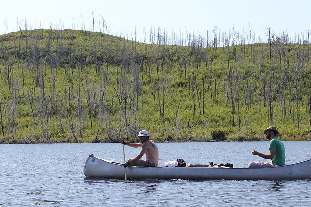 Paddling past some new growth after a recent fire