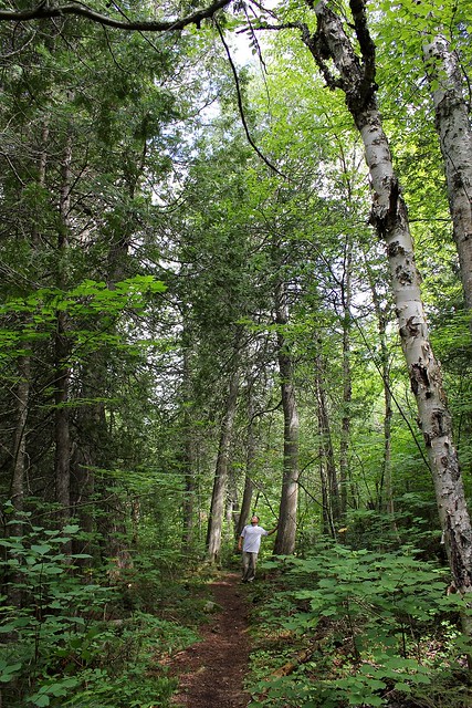 Some giant cedar trees along the long portage to Wanihigen Lake