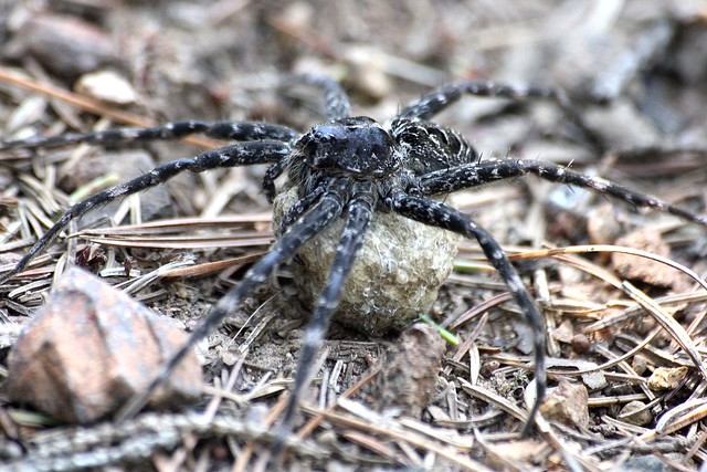 A spider and her eggs