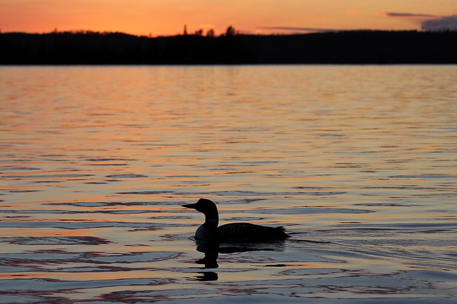 Loon silhouetted by the sunset