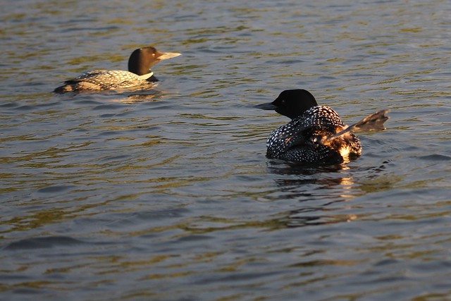 Every time we got close to this loon, it shooed us away with its foot