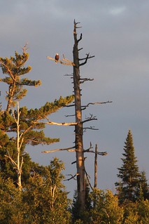Eagle - Bald eagle chilling in the distance