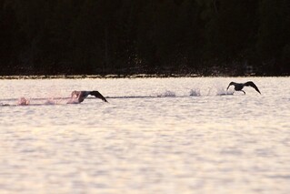Loons taking off