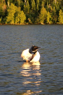 Dancing Loon