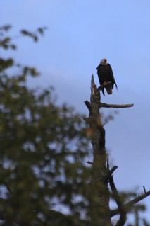Eagle - Screeching Bald Eagle