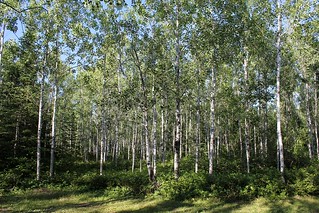 White Birch at our Superior National Forest campground