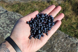 Some blueberries for our oatmeal