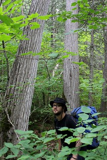 Portaging past some old cedar trees