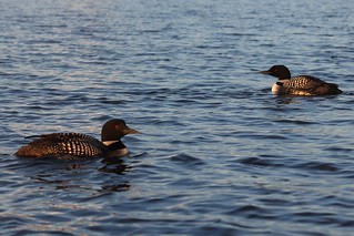 Loons