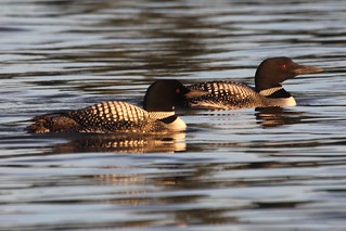 Loons
