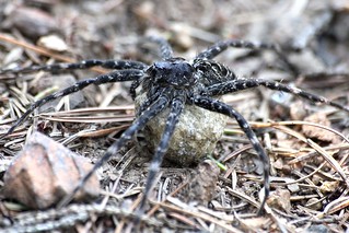 A spider and her eggs