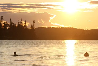 Sunset - Sunset splitting some loons
