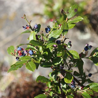 Wild blueberries at the campsite