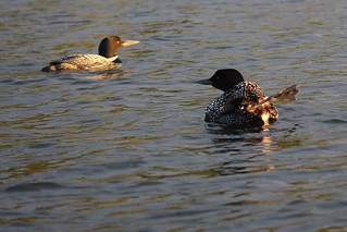 Every time we got close to this loon, it shooed us away with its foot
