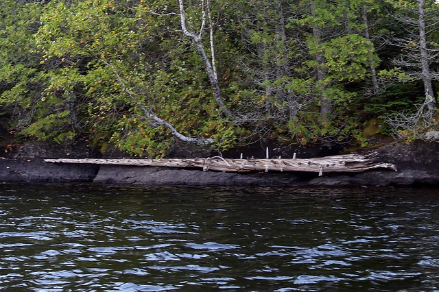 A crazy drifted tree trunk that looked like a gigantic narwhal tusk