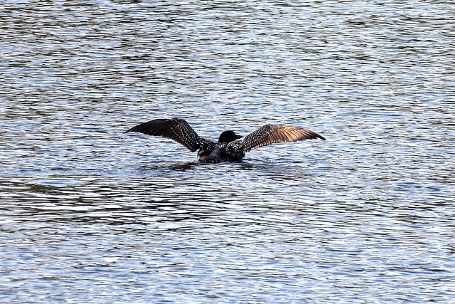 Spreadin those wings