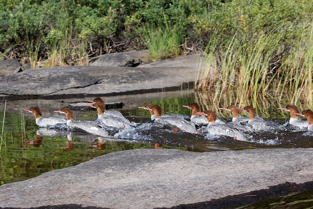 Mergansers can swim crazy fast. Look at those wakes, haha
