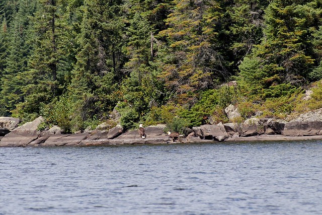 Another eagle joins the meal