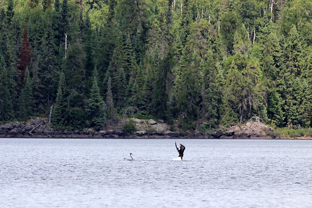 Eagles apparently don't like to be in the water