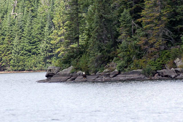 The bald eagle joins the injured great blue heron on the shoreline