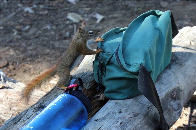 This squirrel knew about the nuts inside Cal's fanny pack