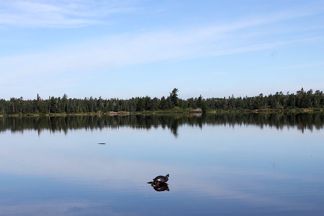 Turtle on Kawishiwi Lake