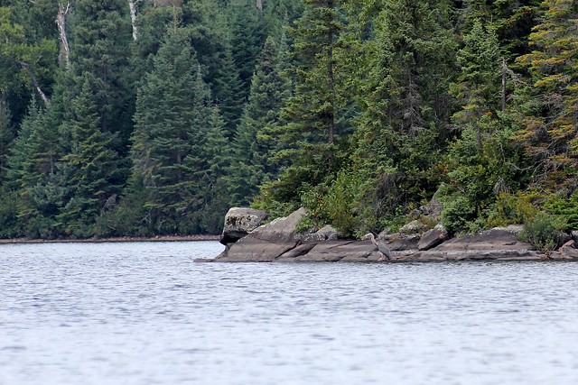 The disabled great blue heron hangs out on a nearby shore