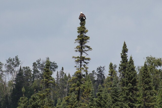 The bald eagle dries out while watching the disabled great blue heron float across the lake