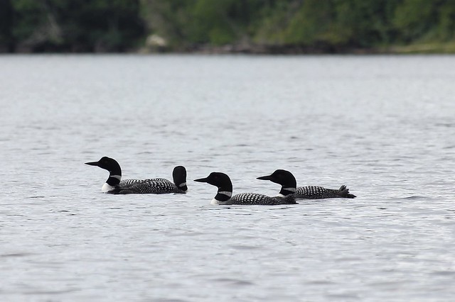 Loons