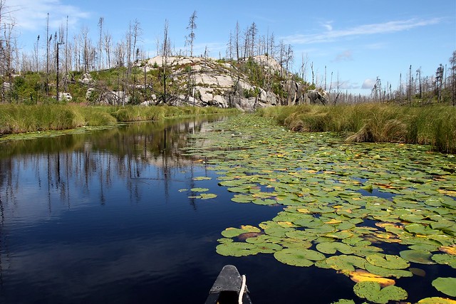 Lilly pads, rocks, and burnt trees