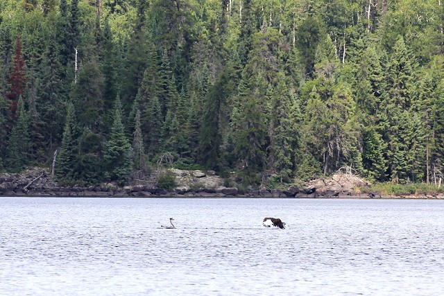 The eagle heads toward drier land