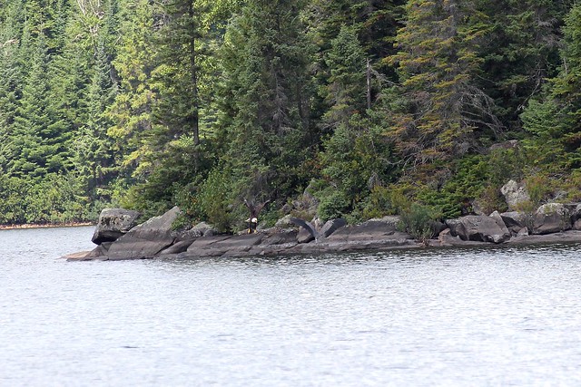 The faceoff ... aka - the end of the great blue heron