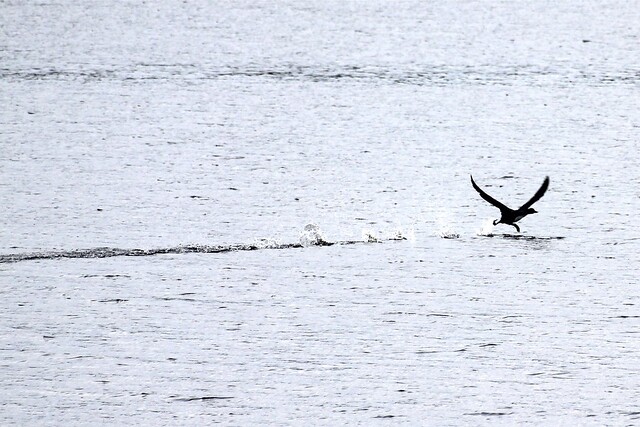 Loons are not very good at taking off