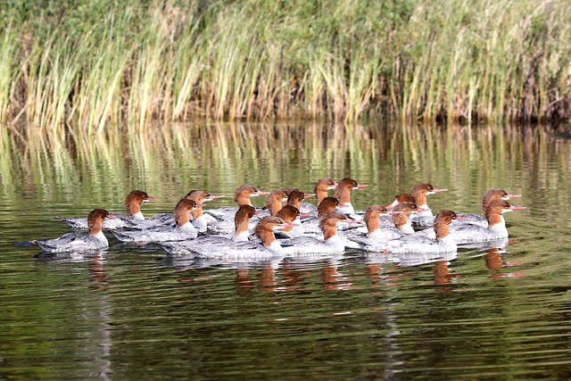 A flock of mergansers