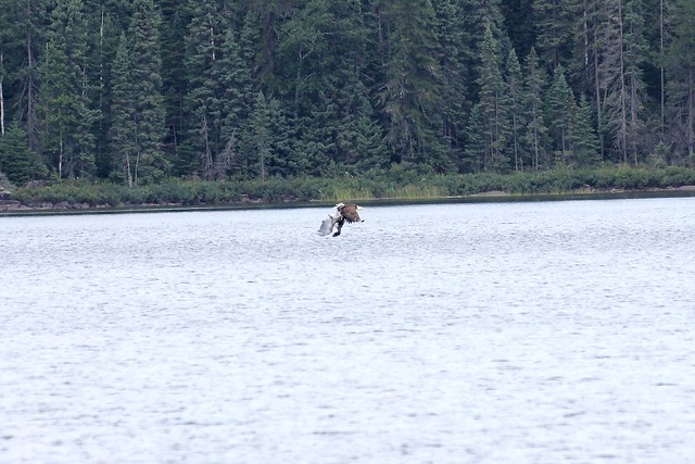 Bald eagle carrying a great blue heron