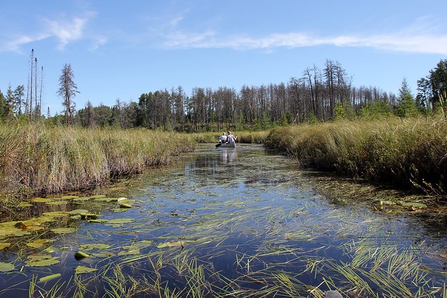 Paddling through a bog