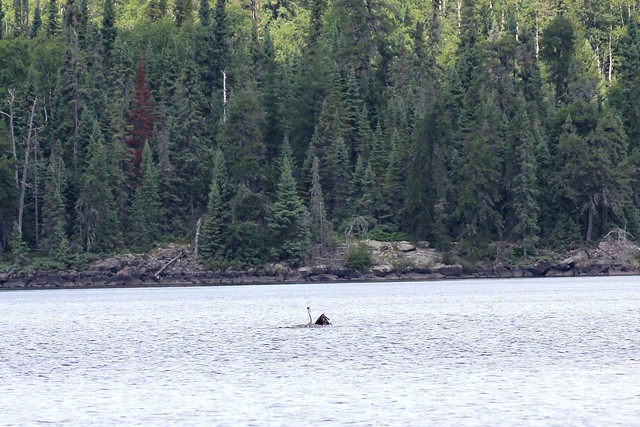 The bald eagle and great blue heron hit the water