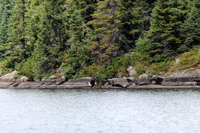 The bald eagle drags the dying great blue heron back to shore