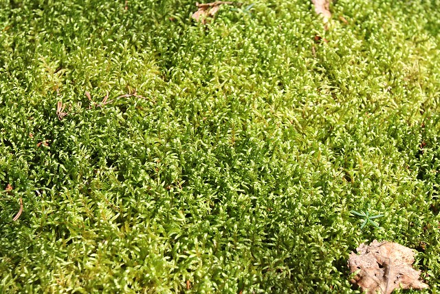Moss