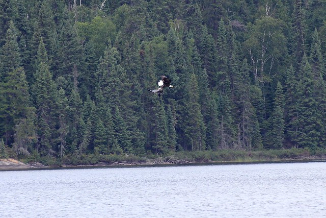 This eagle just grabbed that great blue heron out of mid air