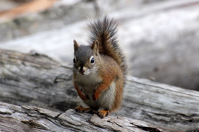 The squirrels on the island we camped at on Lake Polly had no problem hangin out
