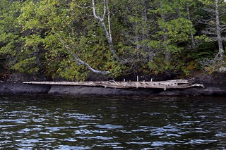A crazy drifted tree trunk that looked like a gigantic narwhal tusk