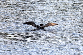 Spreadin those wings