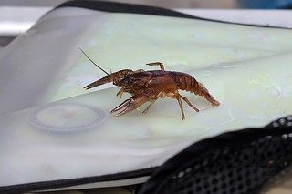 T minus 1 minute until this gets thrown into Will's unsuspecting lap