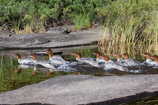 Mergansers can swim crazy fast. Look at those wakes, haha