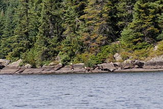 Another eagle joins the meal