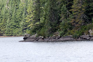 The bald eagle joins the injured great blue heron on the shoreline