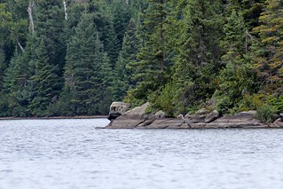 The disabled great blue heron hangs out on a nearby shore